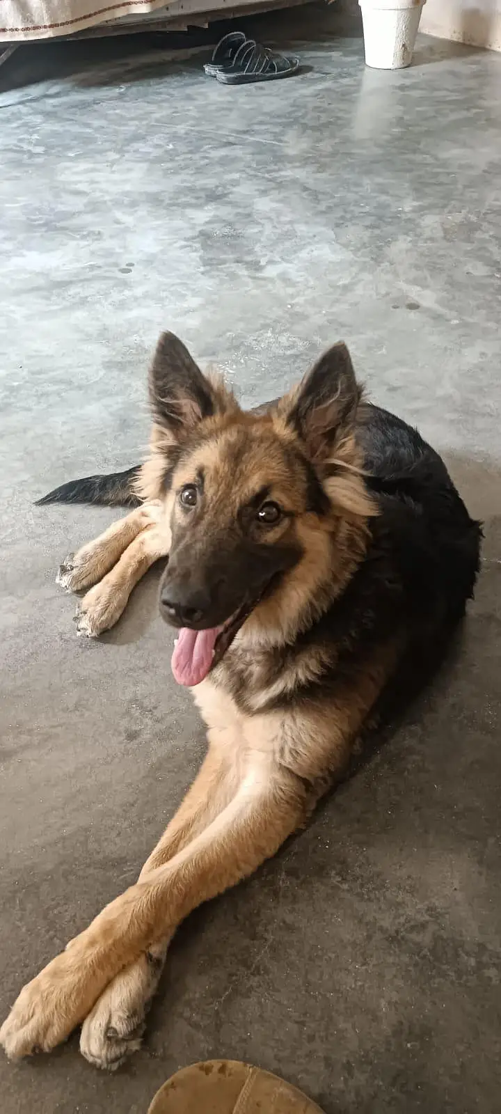 German shepherd — photo 3