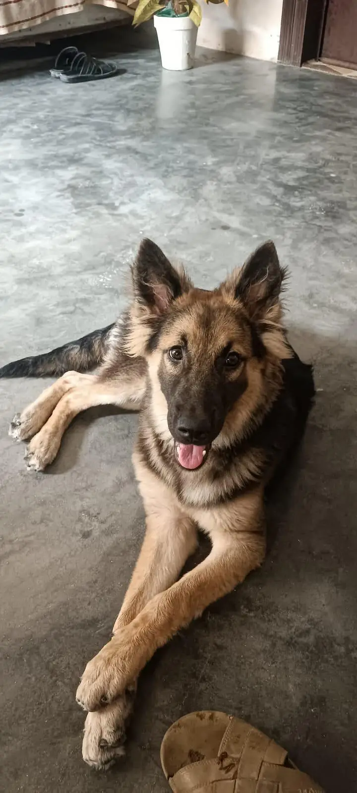 German shepherd — photo 4