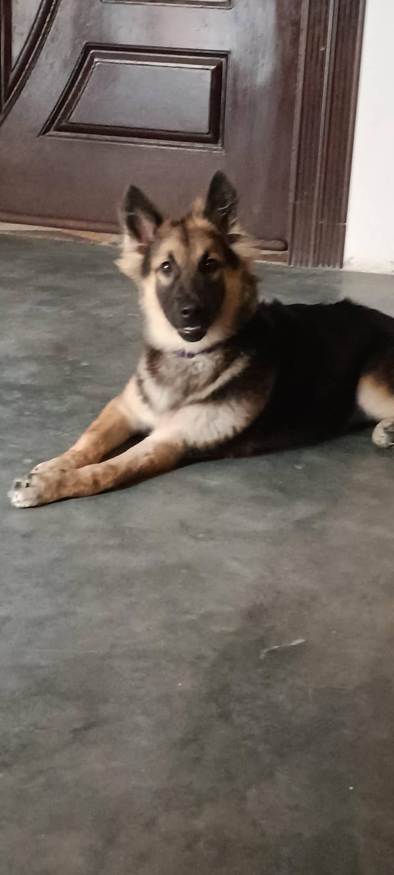 German shepherd 4