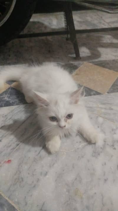 persian cat male 3 months age