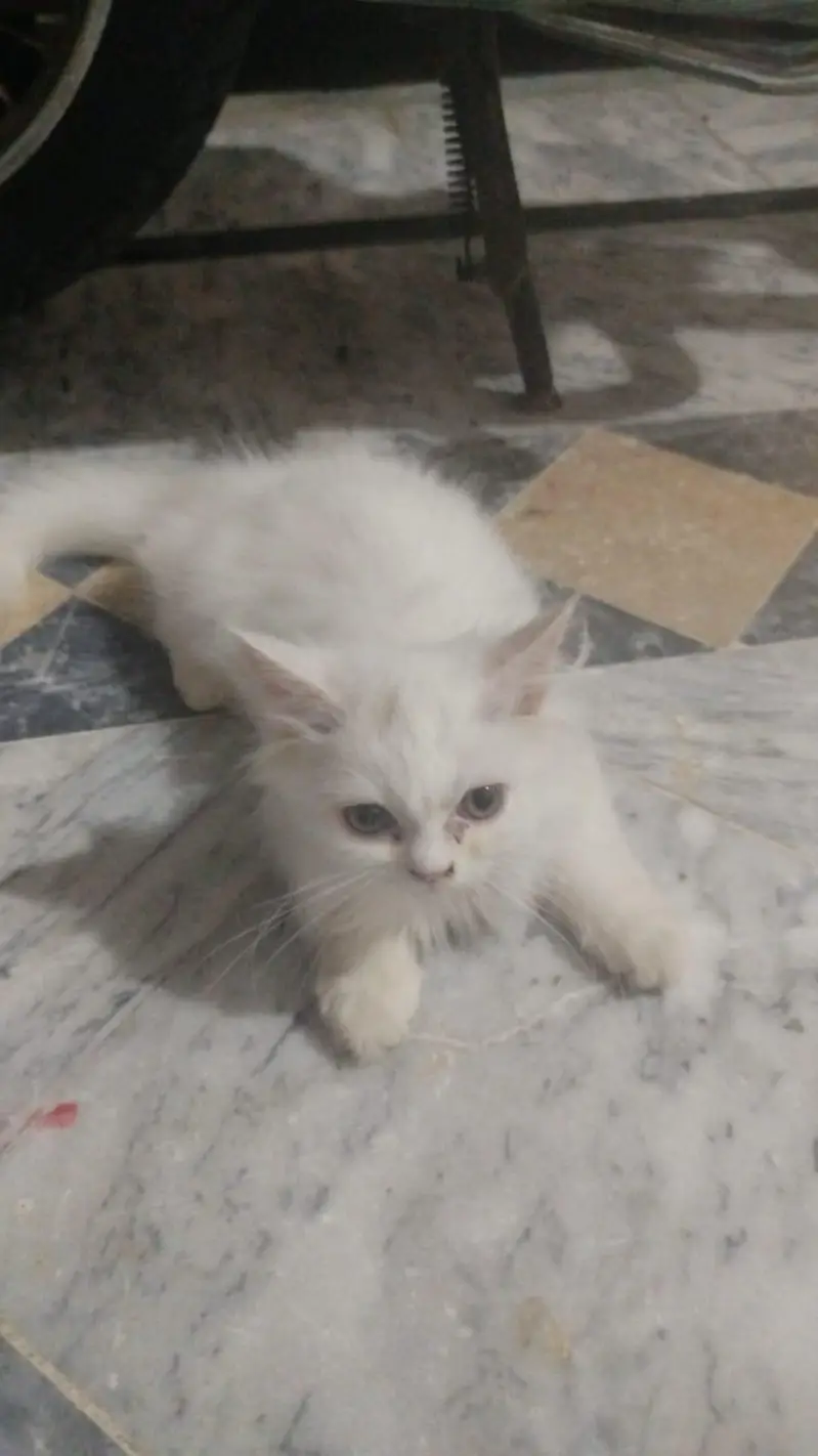 persian cat male 3 months age — photo 2