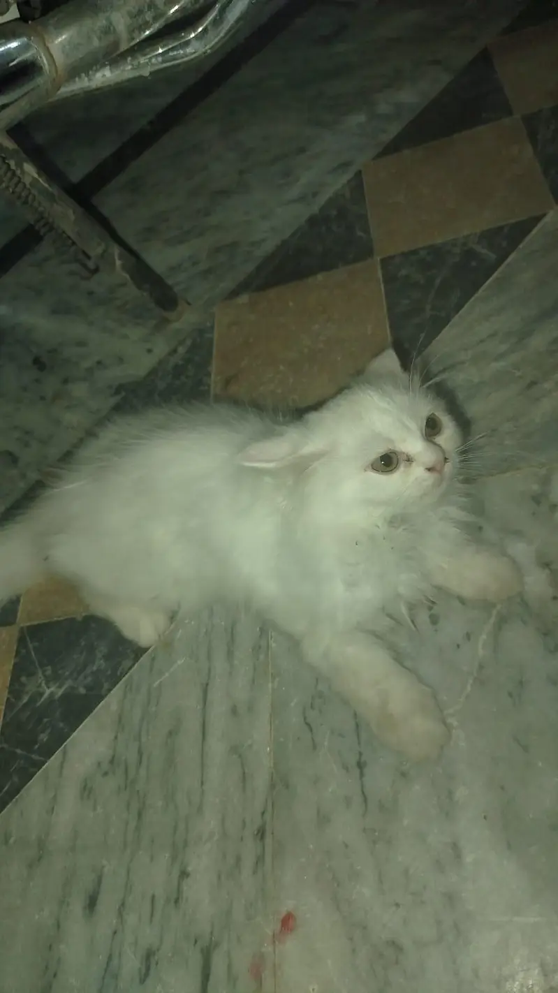 persian cat male 3 months age — photo 4