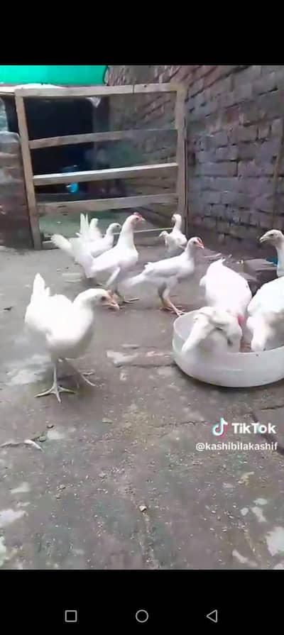 full active