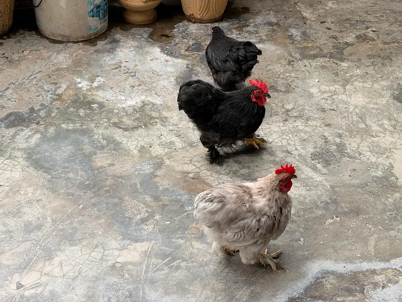 Bantam Pairs — photo 2