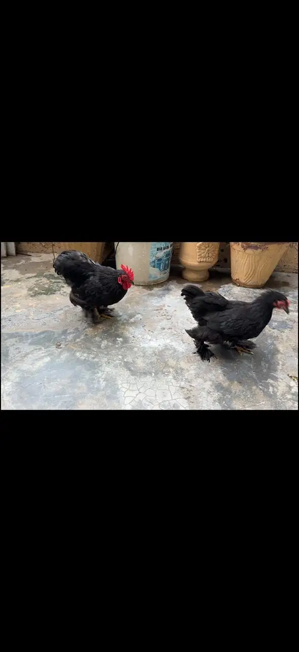 Bantam Pairs — photo 3