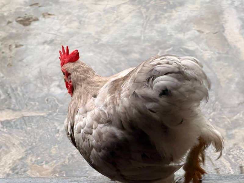 Bantam Pairs 3