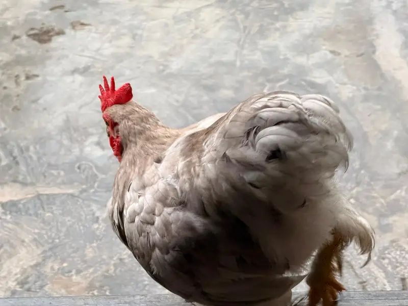 Bantam Pairs — photo 4