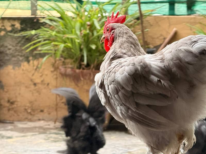 Bantam Pairs 4