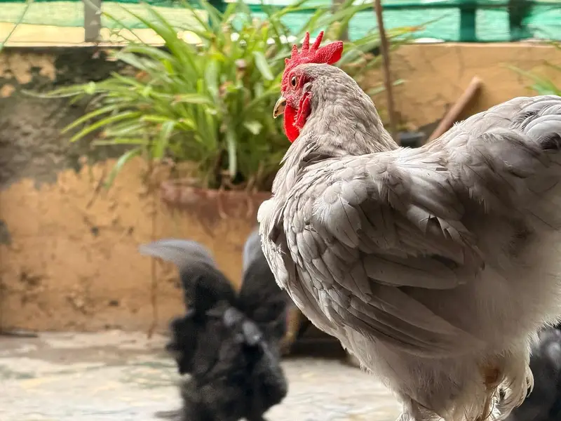 Bantam Pairs — photo 5