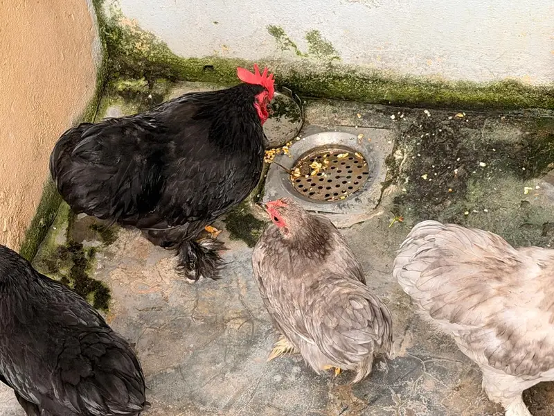 Bantam Pairs — photo 6