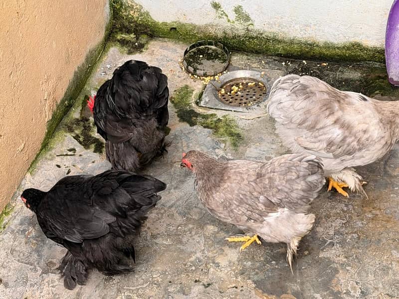 Bantam Pairs 7