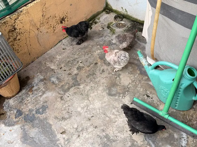 Bantam Pairs — photo 9