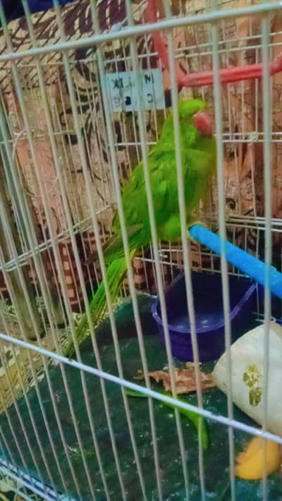 green neck kahtta