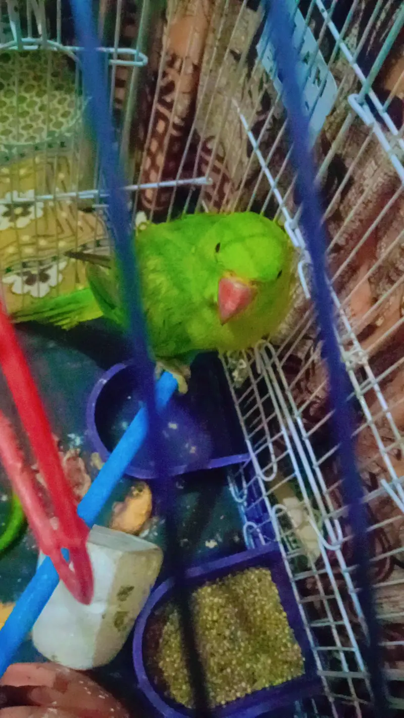 green neck kahtta — photo 2
