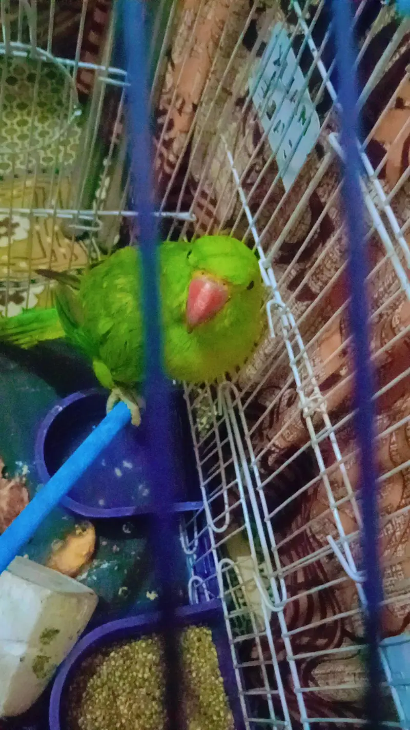 green neck kahtta — photo 3