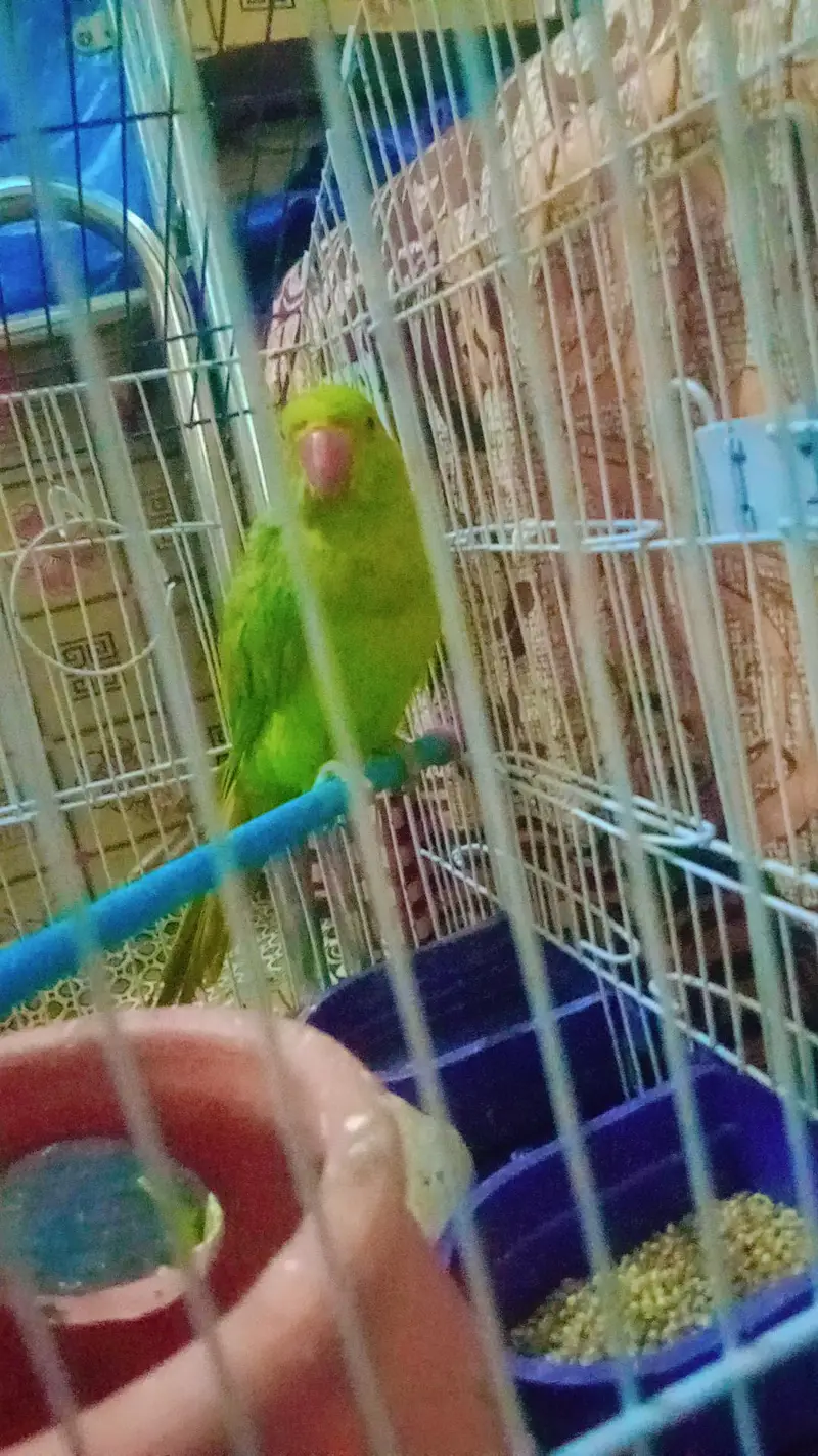 green neck kahtta — photo 4