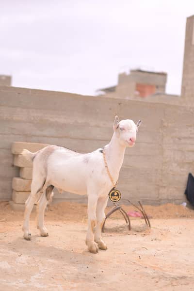 teddy bakra