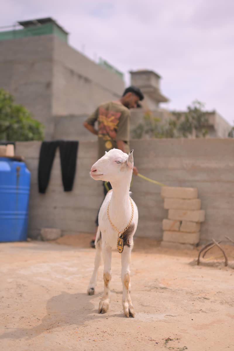 teddy bakra 2
