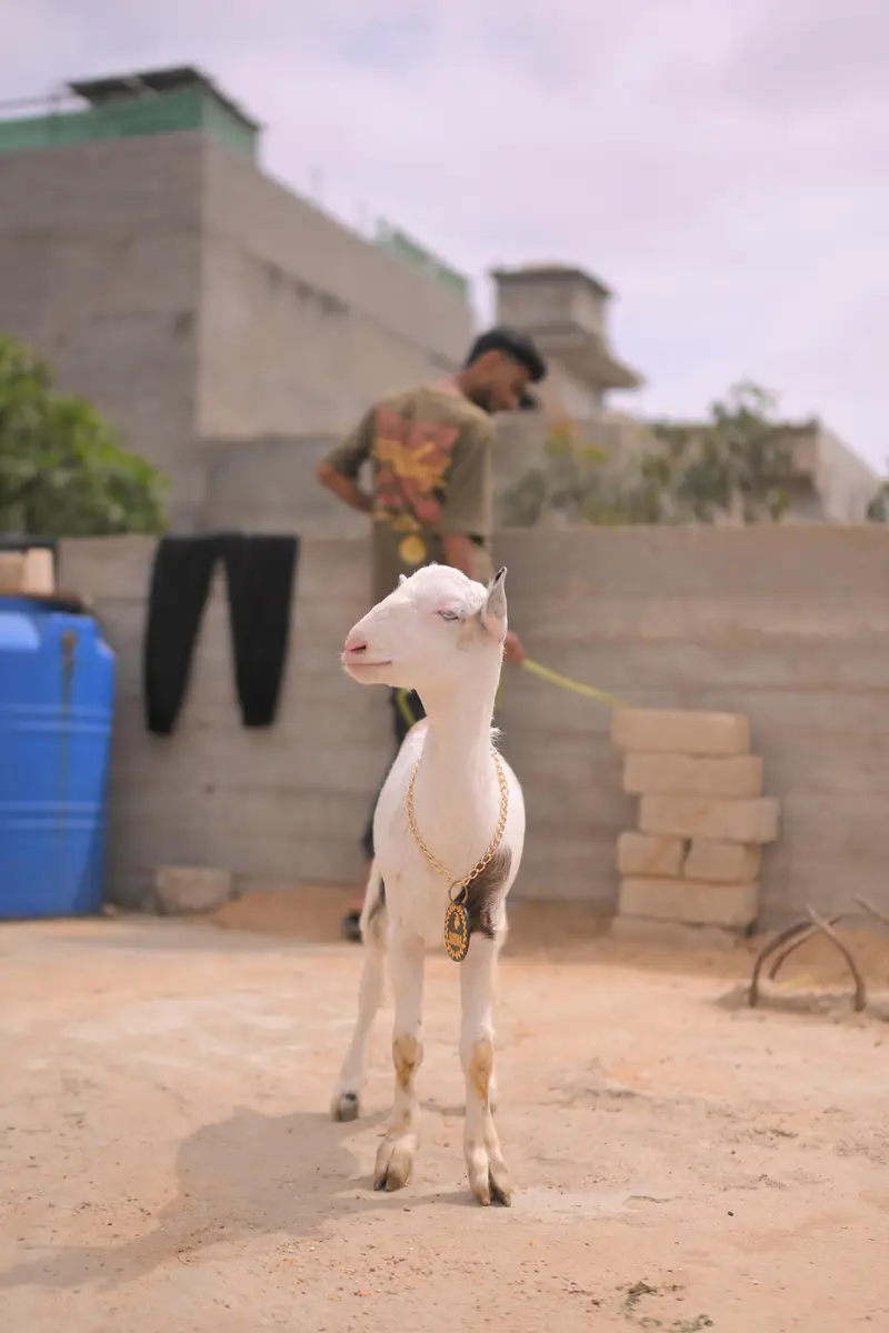 teddy bakra — photo 3