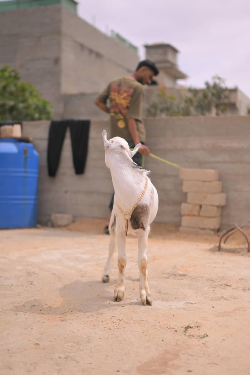teddy bakra 4
