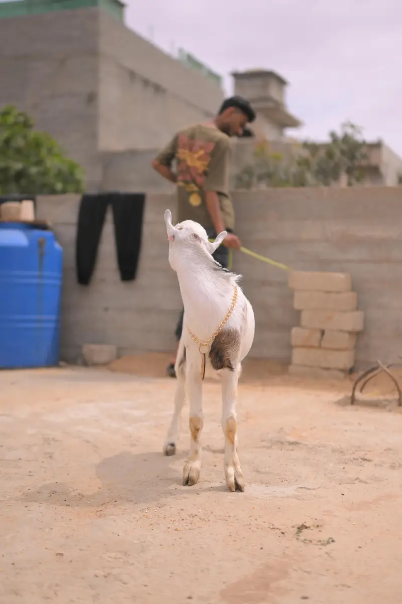 teddy bakra — photo 5