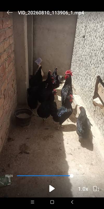 Australorp Egg Laying Starter Hens for sale. Contact: 03337870579