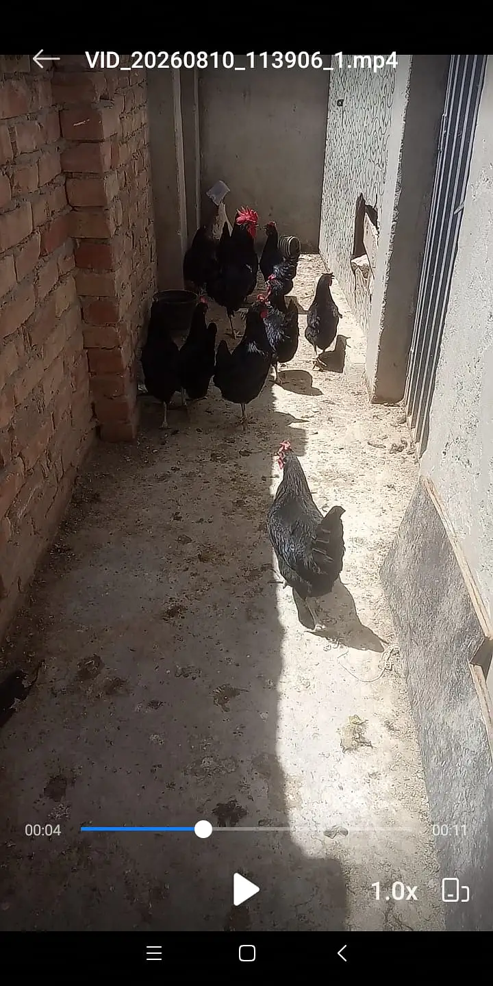 Australorp Egg Laying Starter Hens for sale. Contact: 03337870579 — photo 2
