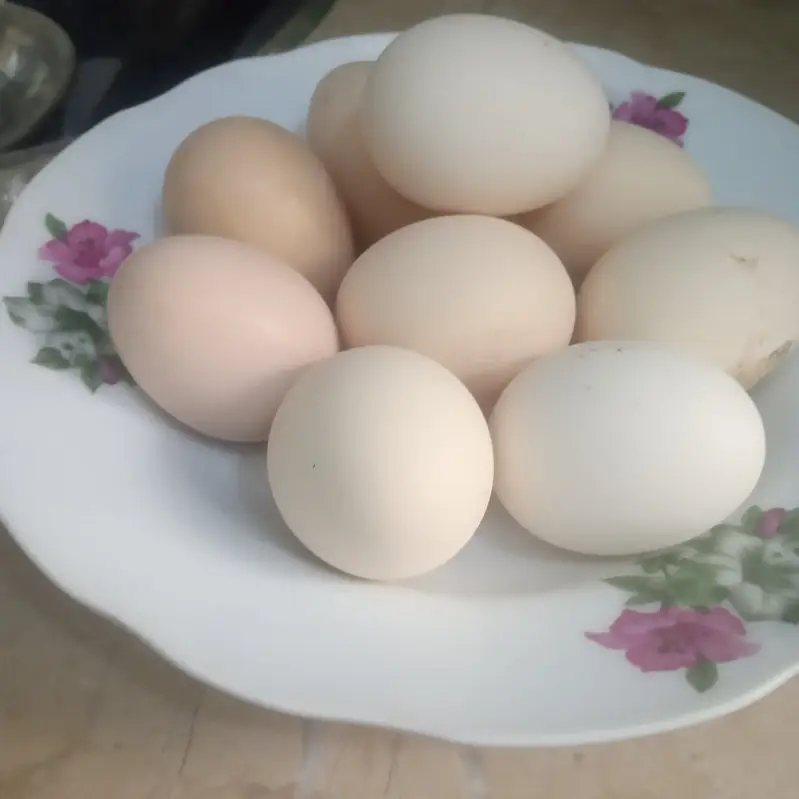 Australorp Egg Laying Starter Hens for sale. Contact: 03337870579 — photo 3