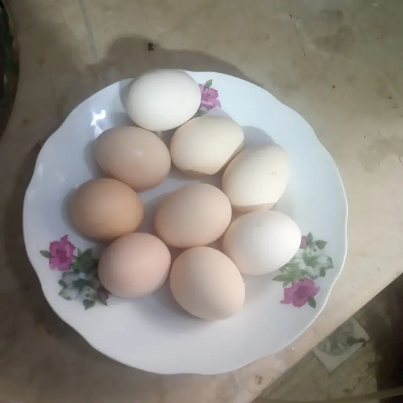 Australorp Egg Laying Starter Hens for sale. Contact: 03337870579 — photo 4