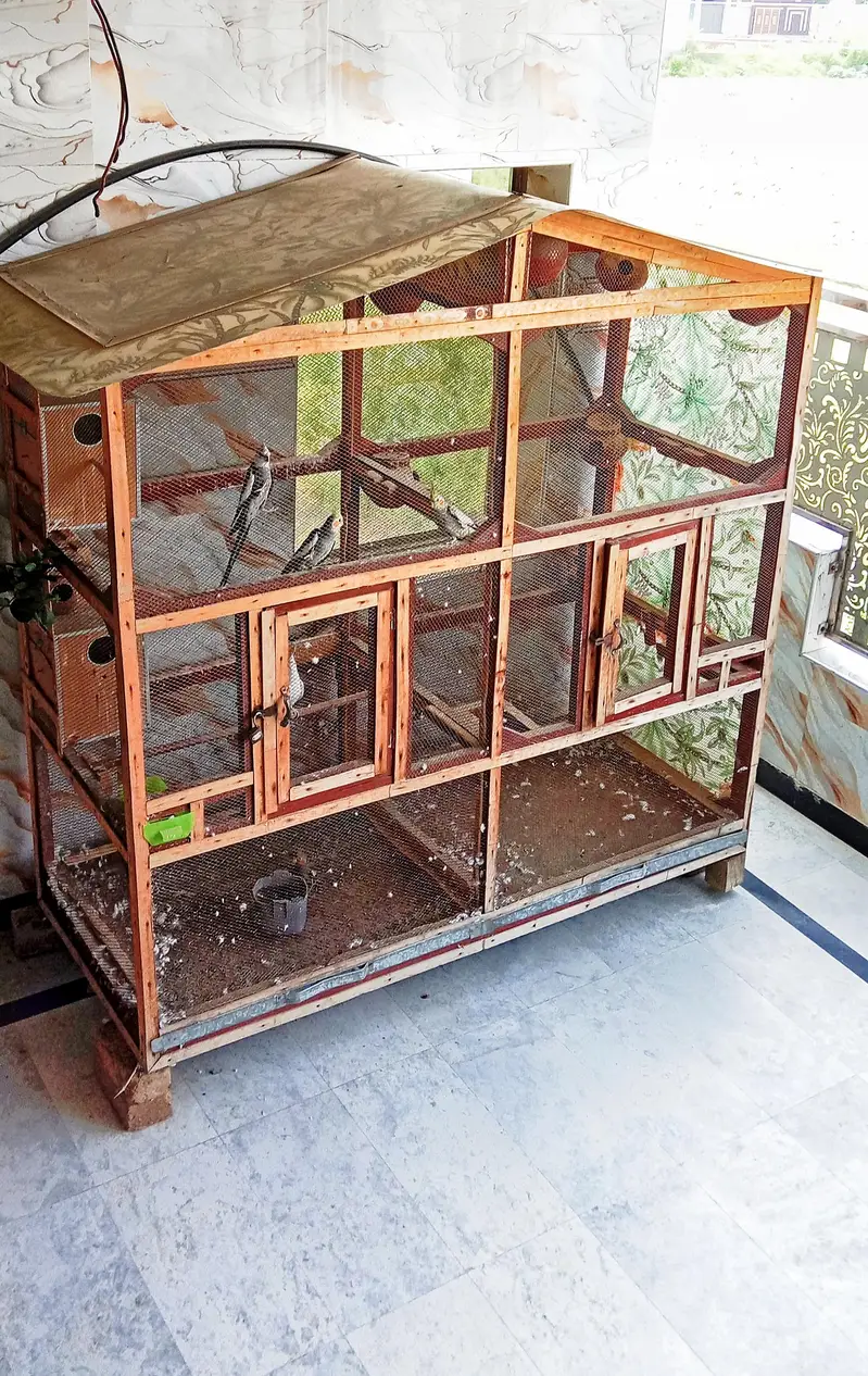Large wooden bird cage for breeding /Cocktails and Love birds — photo 2