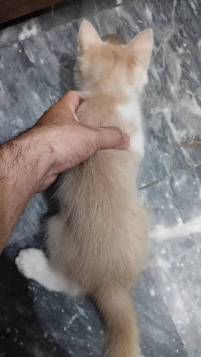 Persian Male Kitten
