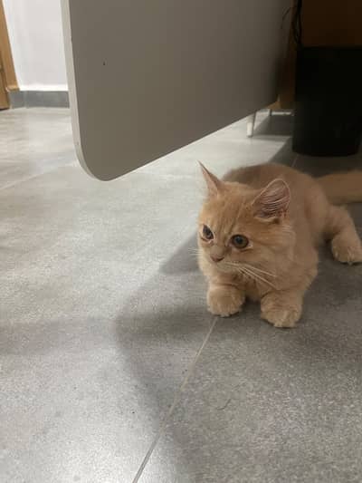4 Months Old Persian Male kitten – Vaccinated