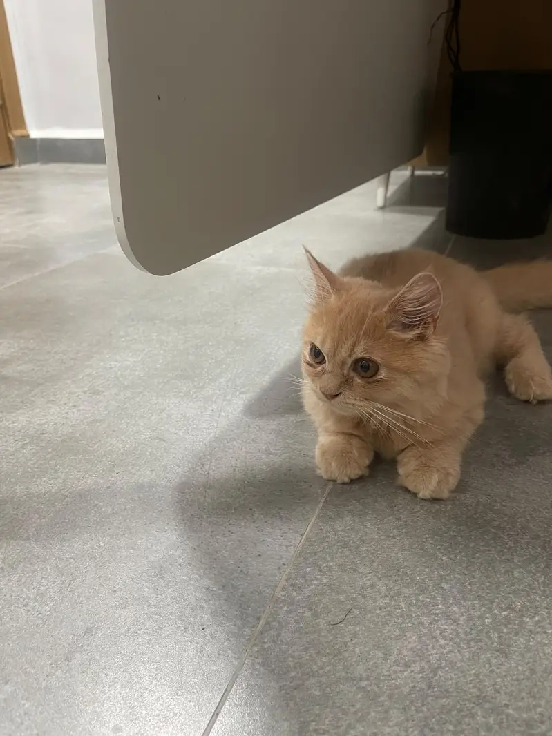 4 Months Old Persian Male cat – Vaccinated