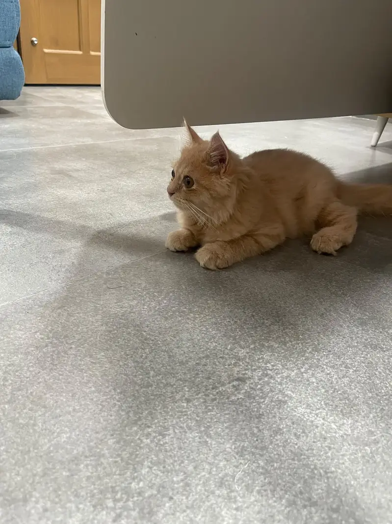4 Months Old Persian Male cat – Vaccinated — photo 2