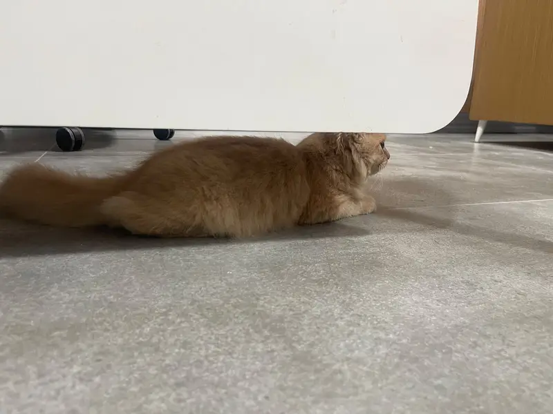 4 Months Old Persian Male cat – Vaccinated — photo 4
