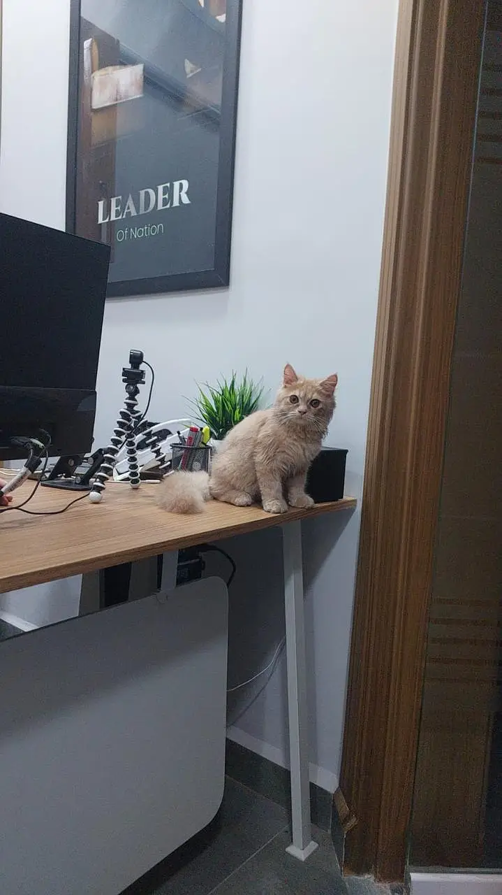 4 Months Old Persian Male cat – Vaccinated — photo 5