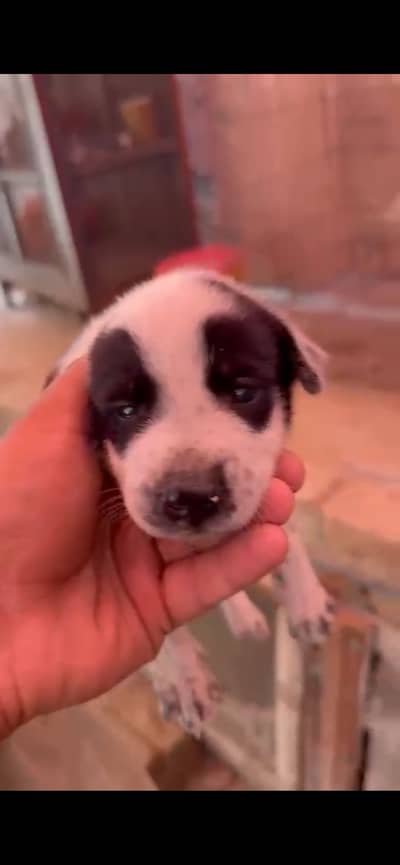 bully + gultair 03187215551