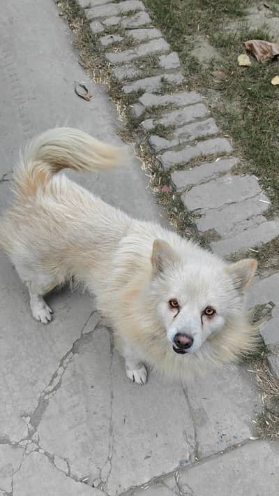 looking for a dog