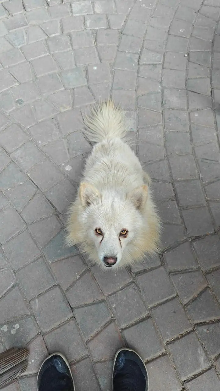 looking for a dog — photo 2