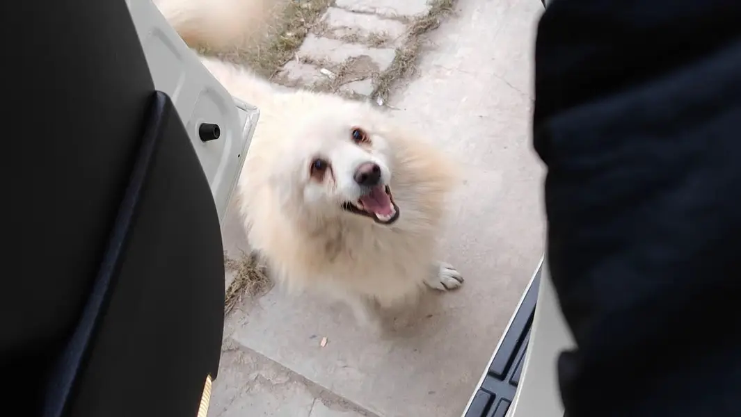 looking for a dog — photo 3