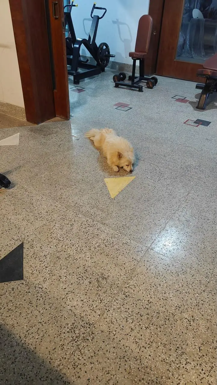 looking for a dog — photo 7