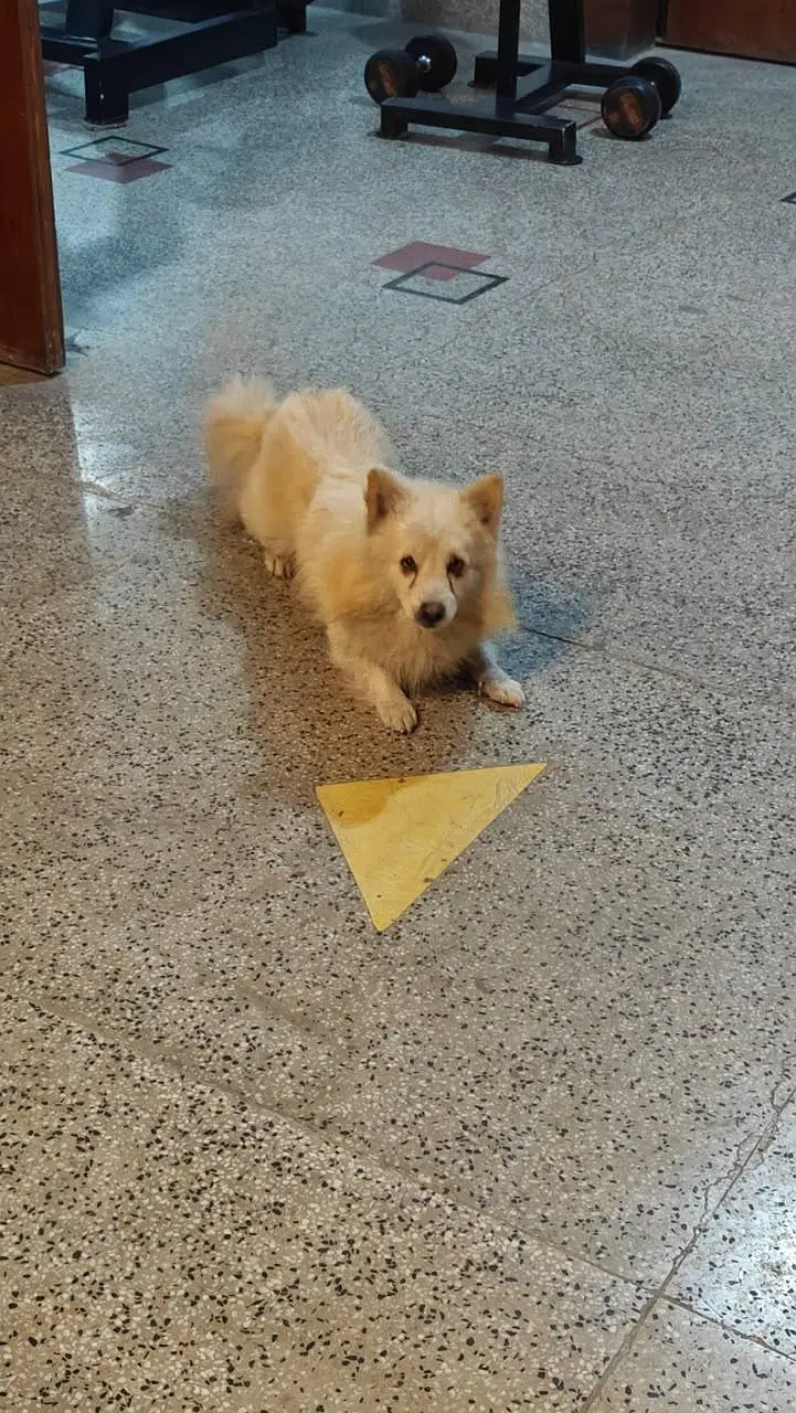 looking for a dog — photo 8