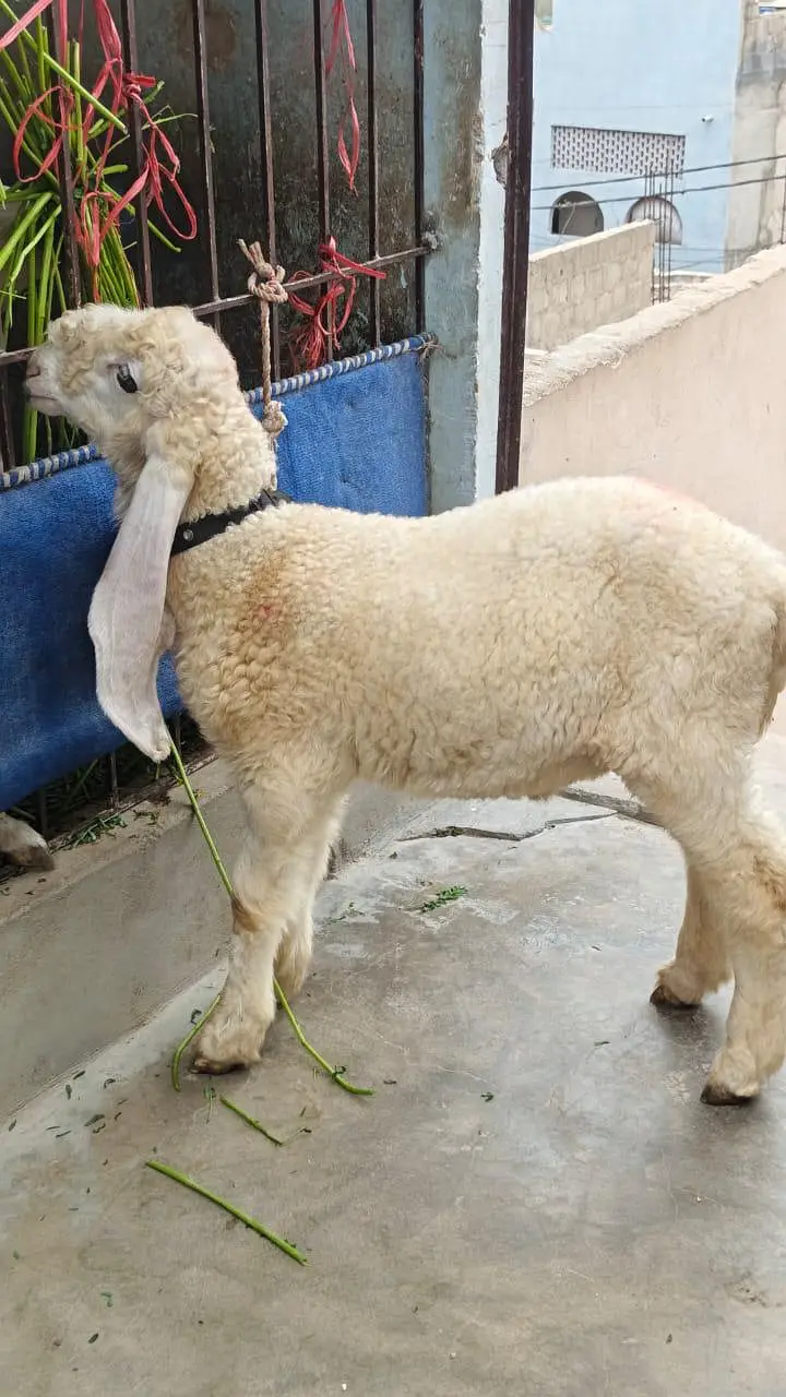 Pure Sargodha Kajla Full Gulabi — photo 2