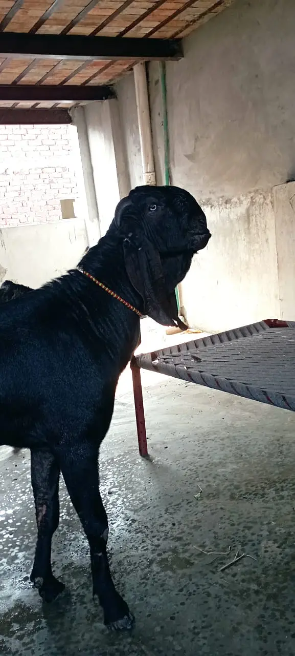 Per Goat Breed 4000 — photo 4