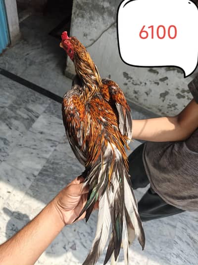 Aseel Murgy Murgiyan
