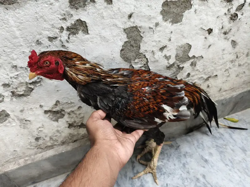 Aseel Murgy Murgiyan — photo 2