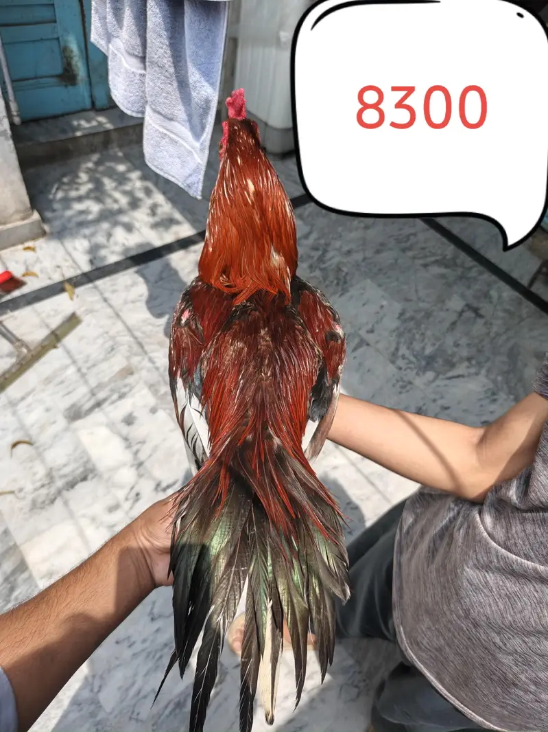 Aseel Murgy Murgiyan — photo 4