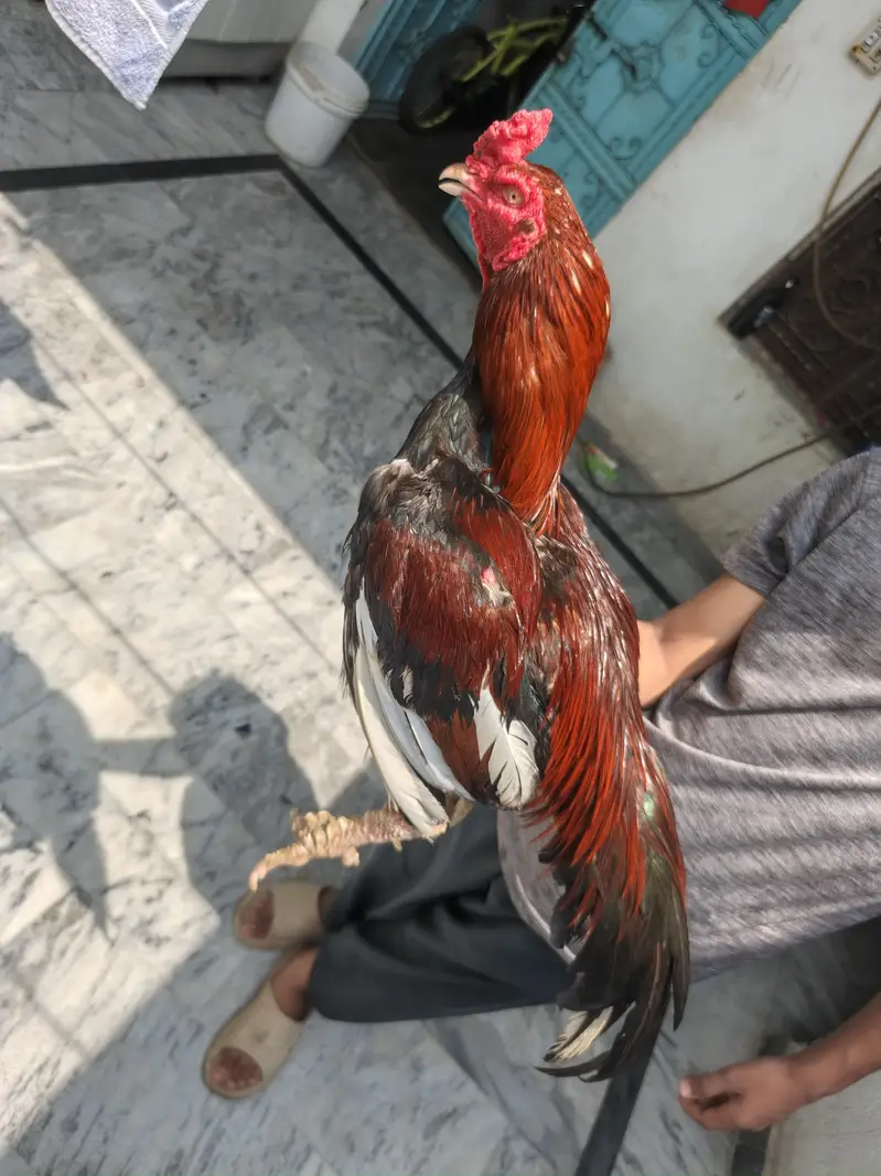 Aseel Murgy Murgiyan — photo 5