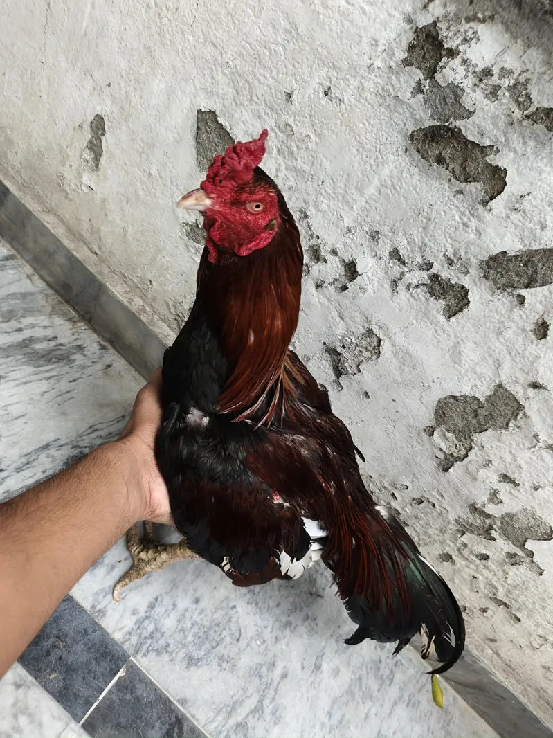 Aseel Murgy Murgiyan — photo 6