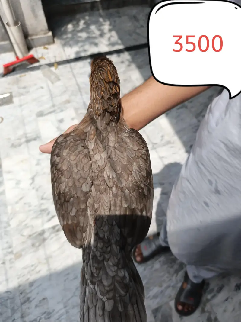 Aseel Murgy Murgiyan — photo 9